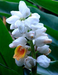 Malacca Ginger Seeds - Organic Alpinia malaccensis Rare Herbaceous Perennial Pack of 5 Seeds