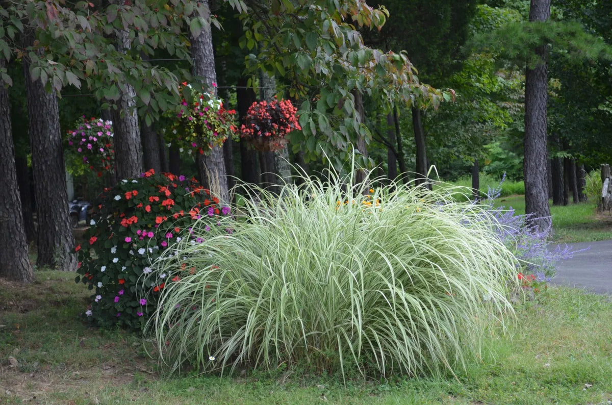 Variegated Silver Ornamental Grass - 3 Clumps Live Plants - Miscanthus sinensis 'Variegatus' - Garden, Border, Container