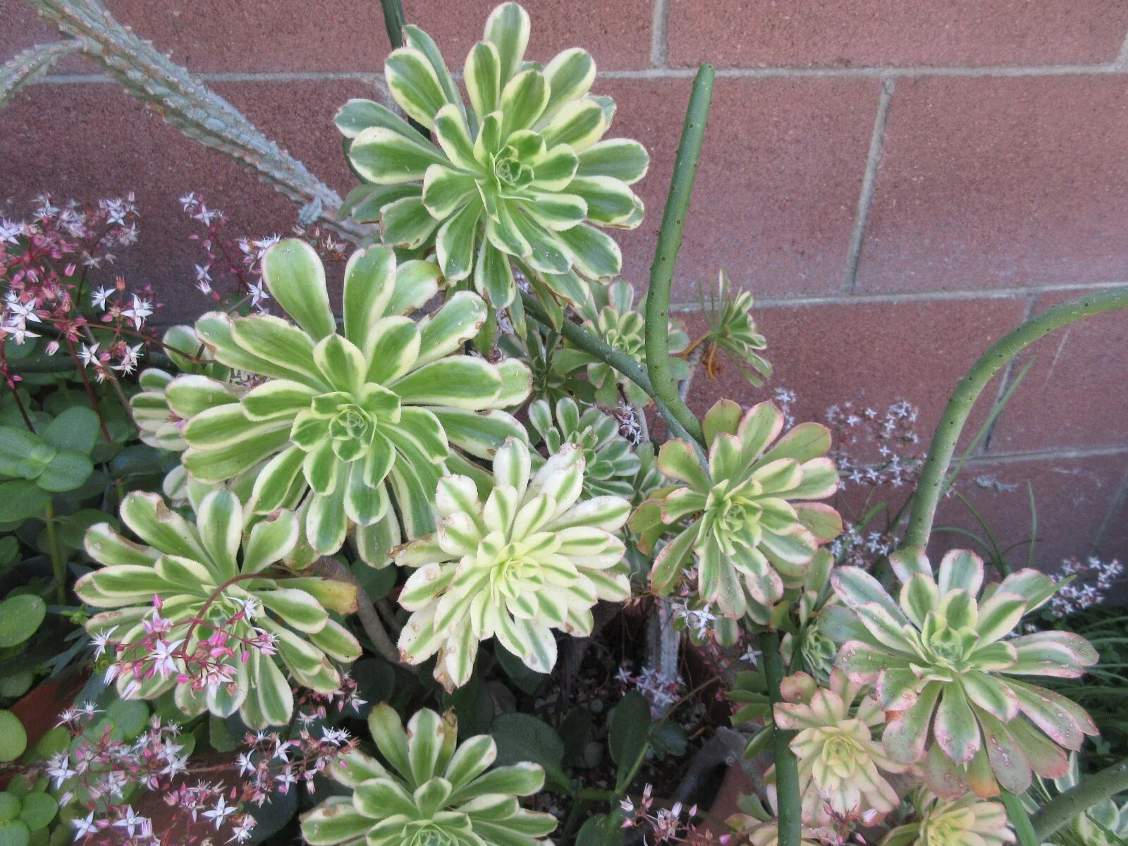 Aeonium Sunburst Succulent Cutting - Variegated Indoor Plant for Terrariums & Container Gardening