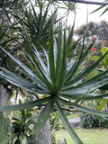 Dracaena Marginata Cuttings - Madagascar Dragon Tree Propagation - Hawaii Grown - Indoor Jungle Plant