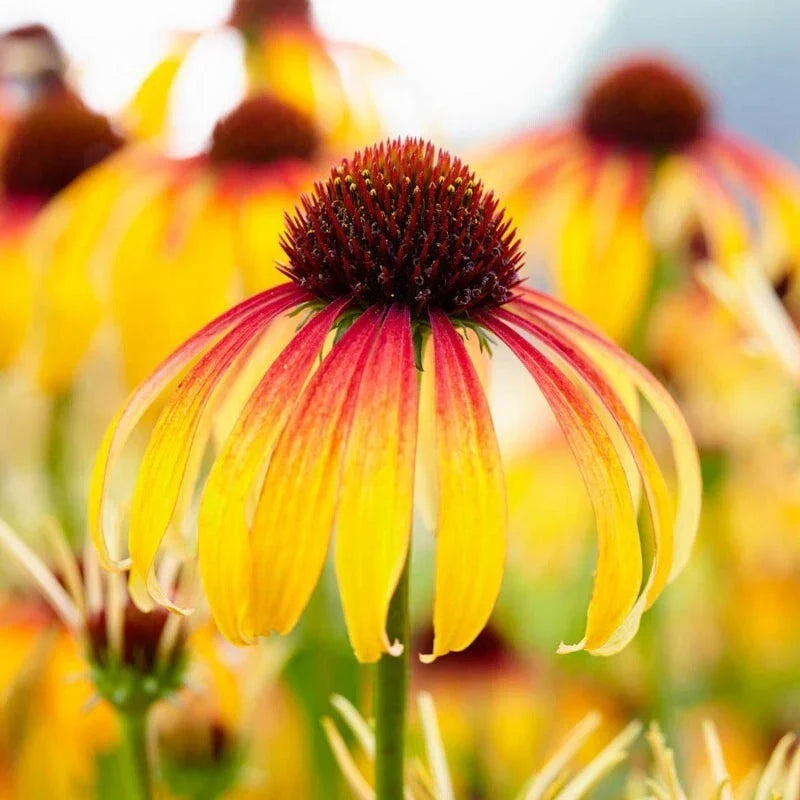 Fiery Meadow Coneflower Seeds - Echinacea purpurea Perennial Flower Seeds - Vibrant Orange & Red, USA Grown, 50 Pack