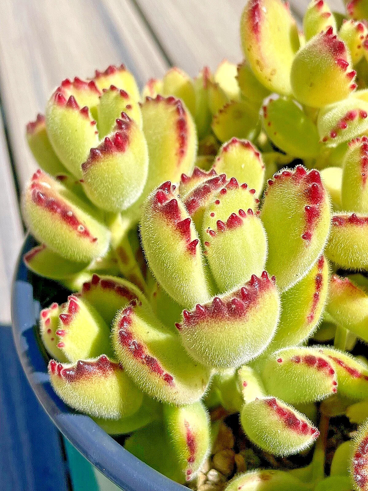 Rare Cotyledon tomentosa Variegated Bears Paw Succulent Cutting - 2-Inch Live Propagation Plant
