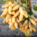 Bananchik Pink Grape Cuttings - 2 Rootless Vines, Easy to Root, Vitis vinifera, Pink Juicy Grapes, Deciduous Climbing Vine
