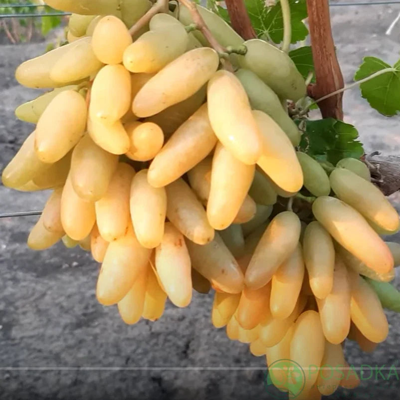 Bananchik Pink Grape Cuttings - 2 Rootless Vines, Easy to Root, Vitis vinifera, Pink Juicy Grapes, Deciduous Climbing Vine
