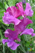 Sweet Pea Seeds - 50+ Ian Myers Lathyrus odoratus Garden Climbing Vines for Fragrant Colorful Blooms