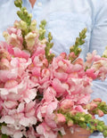 Bridal Pink Snapdragon Seeds - 1000+ Count - Antirrhinum majus Garden Flowers for Borders & Containers - Attracts Pollinators