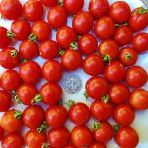 Tommy Toe Cherry Seeds – 25 Pack, Award-Winning Solanum lycopersicum, Sweet Small Cherry Tomatoes for Garden or Container Planting