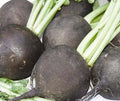 Black Spanish Radish Seeds – Non-GMO, Heirloom Raphanus sativus, 200 Pack for Home Gardening