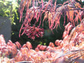 Japanese Maple Cuttings 4+4 Weeping Garnet Acer palmatum for Rooting and Grafting