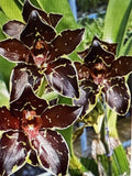 Small Bare Root Phalaenopsis Orchid Bulb – Indoor & Outdoor Orchid Plant – Vibrant Fragrant Flowers