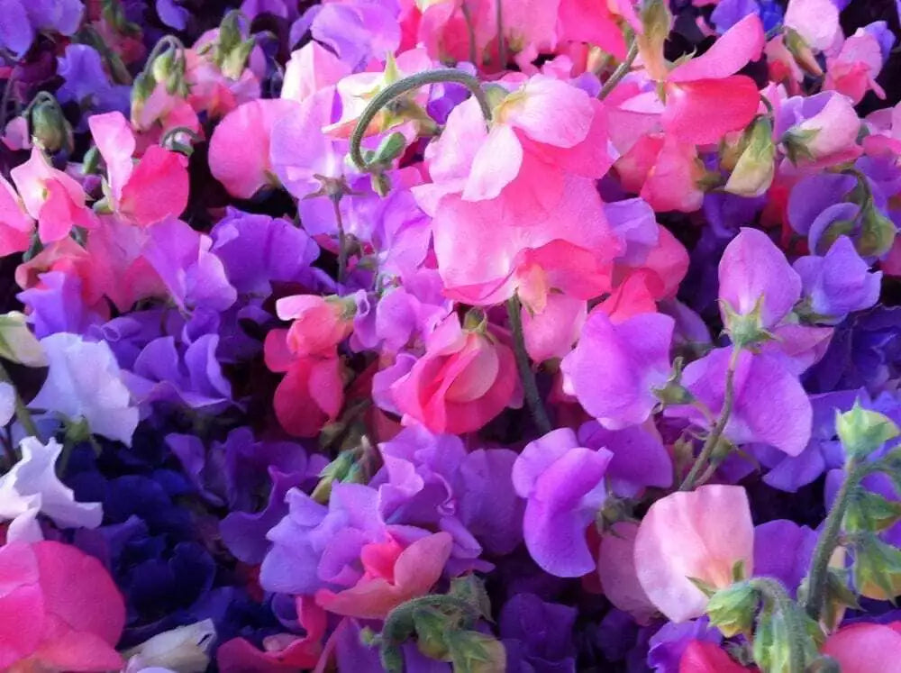 Sweet Pea Seeds - 25 Pack Royal Mix, Fragrant, Mixed Colors, Lathyrus odoratus, Annual Flower, Climbing Vine, Garden Borders
