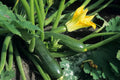 Black Beauty Zucchini Seeds - Non-GMO Summer Squash, Courgette, Heirloom Variety, Organic Gardening Supplies