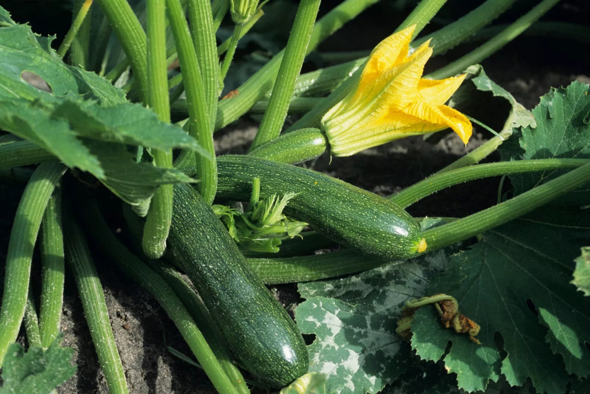 Black Beauty Zucchini Seeds - Non-GMO Summer Squash, Courgette, Heirloom Variety, Organic Gardening Supplies