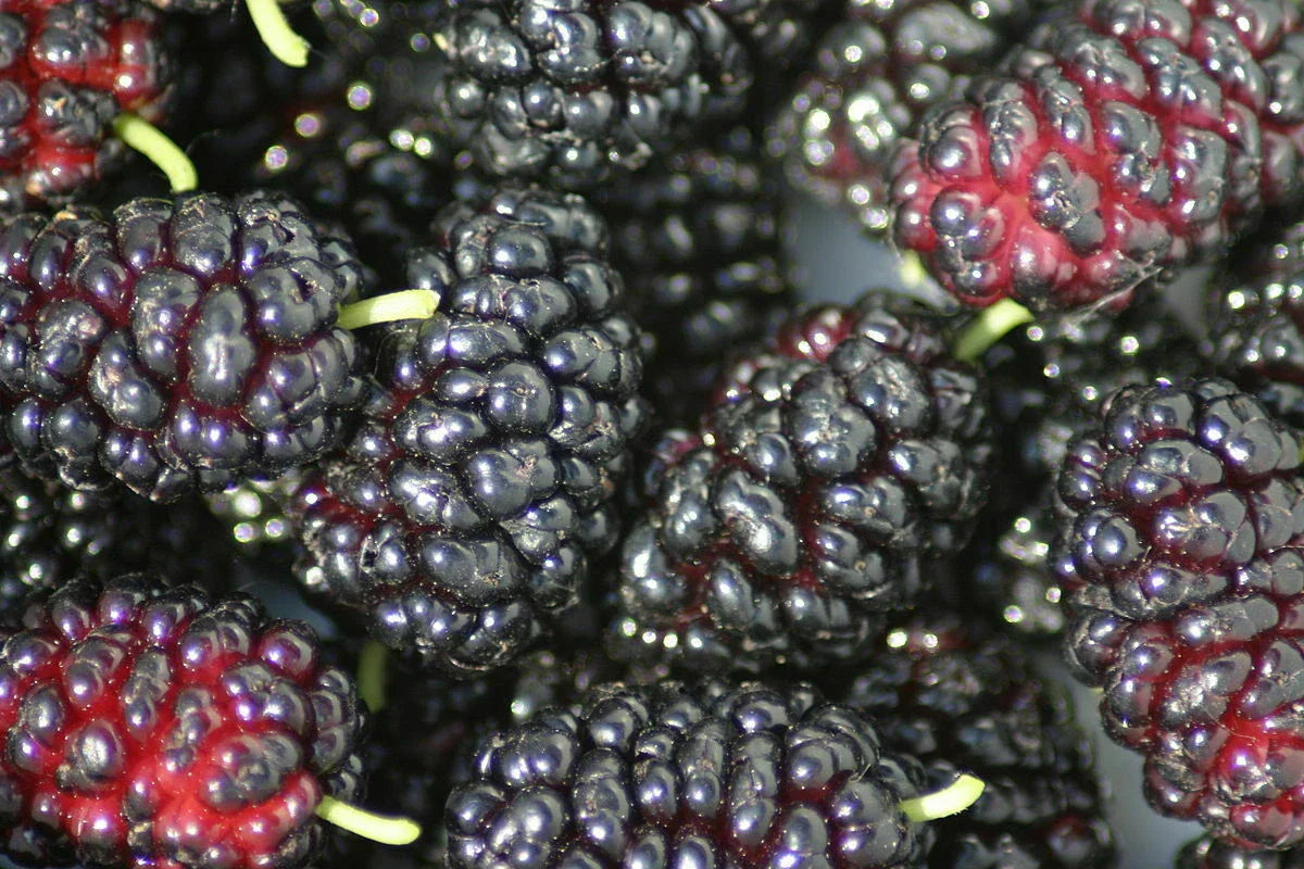 Organic Black Mulberry Cuttings - 12 Thin Morus nigra Planting Material for Home Garden and Landscaping