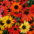 Cheyene Spirit Coneflower Seeds - Echinacea Purpurea - Perennial Purple Flowers for Garden, Wildflower, Border Plant, 50 Seeds
