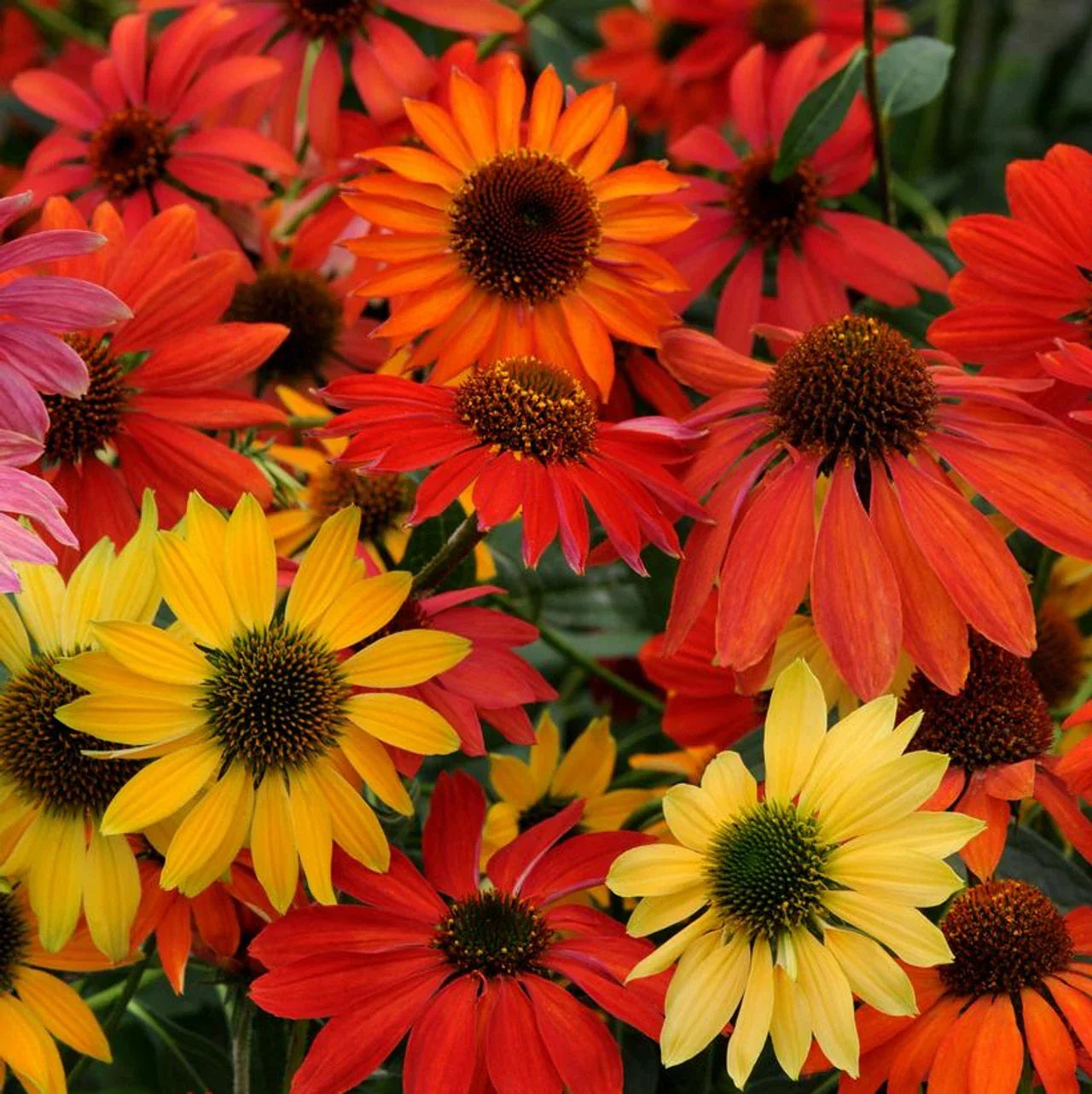Cheyene Spirit Coneflower Seeds - Echinacea Purpurea - Perennial Purple Flowers for Garden, Wildflower, Border Plant, 50 Seeds