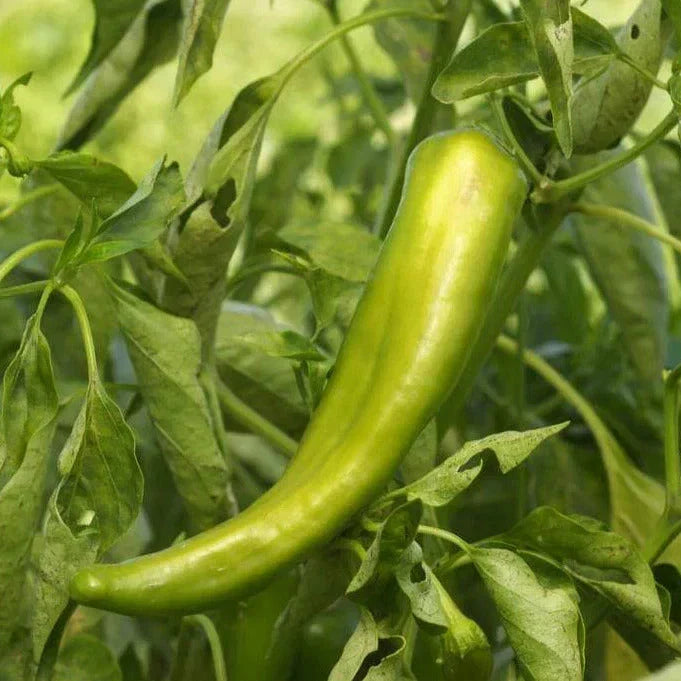 Anaheim Chile Pepper Seeds - Heirloom Capsicum annuum - 2,500 Scoville Heat Units for Salsas & Cooking