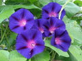Grandpa Ott Morning Glory Seeds - Vibrant Purple Climbing Vines - Ipomoea purpurea Flower Seeds for Garden, Trellis & Fence