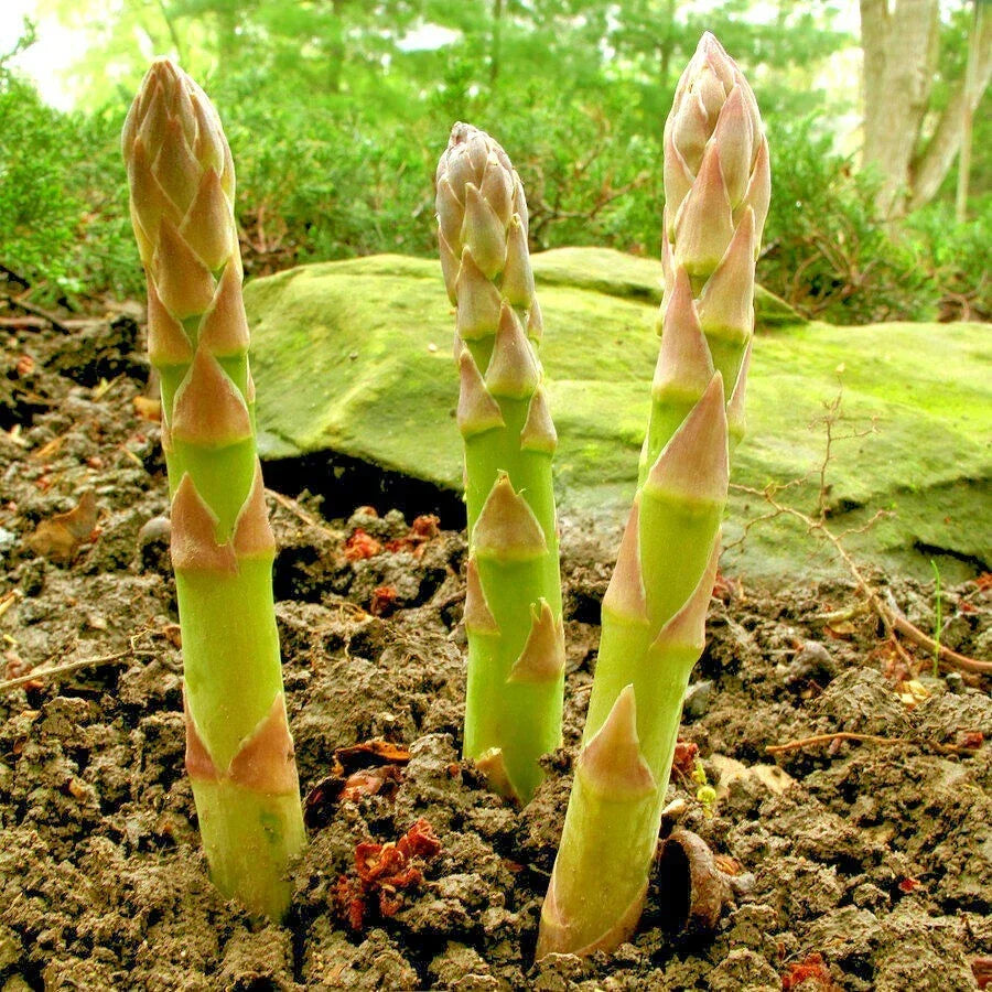 Asparagus Seeds - 120+ Heirloom Mary Washington Variety for Home Garden, Easy to Grow, Perennial Vegetable, Asparagus officinalis
