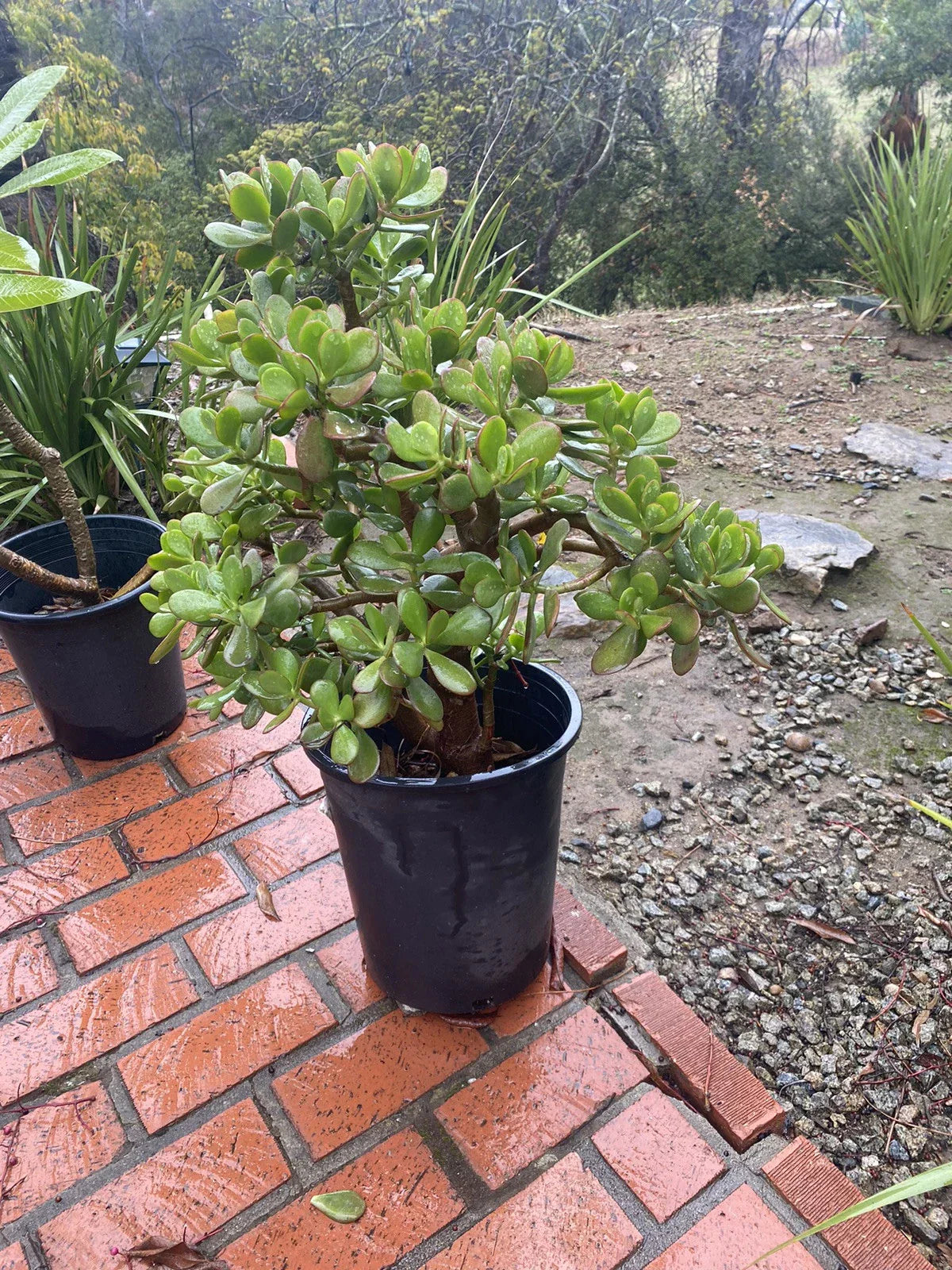 Large Potted Crassula Ovata Jade Plant – Organic Green Succulent in Decorative Pot – California Grown