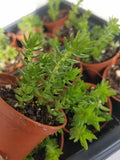 Crassula Schimperi Lizard’s Tail Succulent - Drought Tolerant Indoor/Outdoor Plant