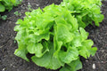 Oakleaf Lettuce Seeds, Heirloom NON-GMO, Heat Tolerant, Organic Lactuca sativa, Loose-Leaf, Garden or Container Planting
