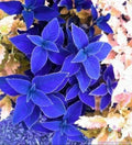 Blue Coleus Seeds - 25+ Pack for Garden Planting - Solenostemon scutellarioides - Vibrant Foliage, Easy to Grow