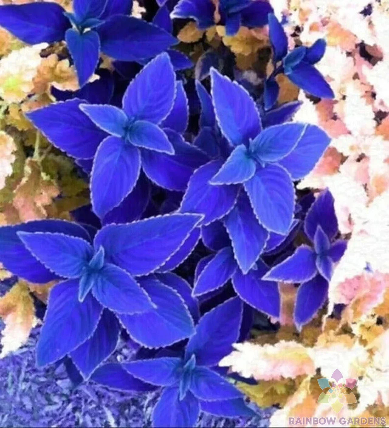 Blue Coleus Seeds - 25+ Pack for Garden Planting - Solenostemon scutellarioides - Vibrant Foliage, Easy to Grow