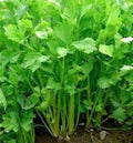 Chinese Celery Seeds – Non-GMO Apium graveolens Vegetable Garden Seeds, High Yield, 1000+ Seeds, Free Shipping