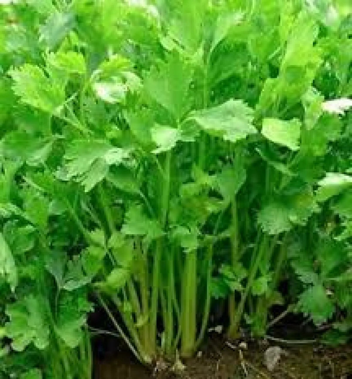 Chinese Celery Seeds – Non-GMO Apium graveolens Vegetable Garden Seeds, High Yield, 1000+ Seeds, Free Shipping