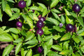 Blue Dream Pepper Bush Seeds – Capsicum annuum – 50+ Seeds for Container & Garden Growth