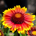 Arizona Sun Rudbeckia Seeds - 200+ Pack, Bright Yellow Flowers, Rudbeckia hirta, Summer Bloom, Butterfly & Bee Attractant, USA Grown