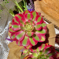 Rare Succulent Plant Aeonium 'Pink Witch' Bare Root 3.5-4" Indoor Decor, Unique Rosette, Drought Tolerant