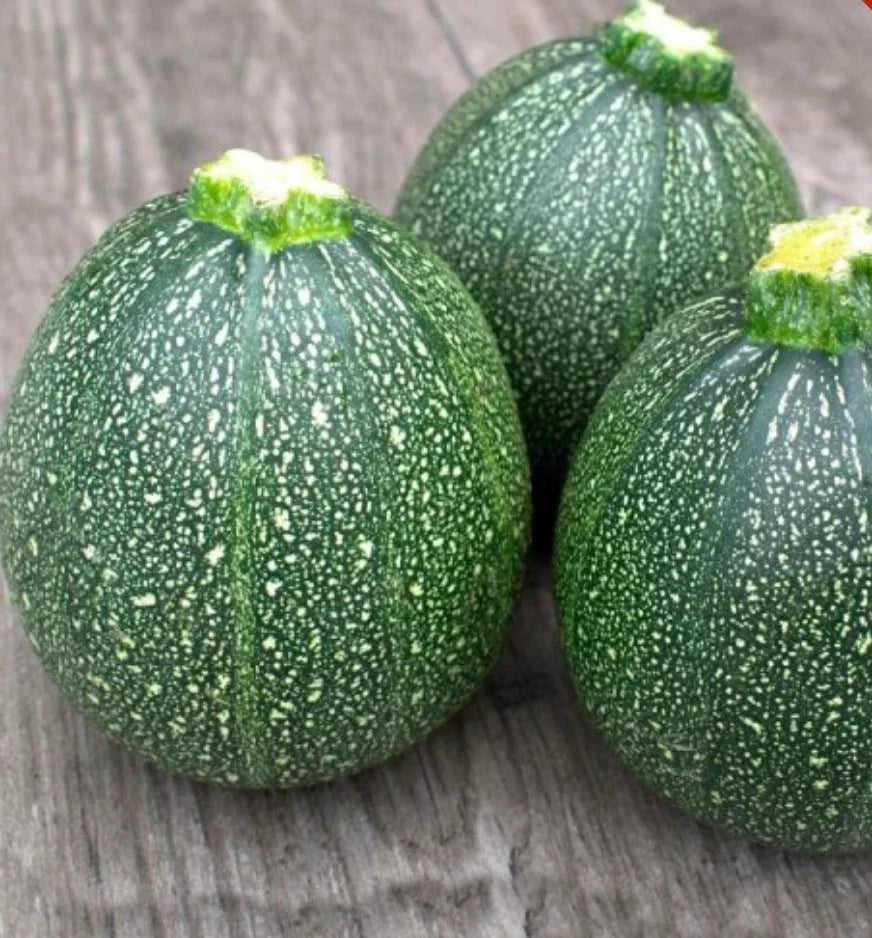 Round Zucchini Seeds - 100 Pack, Cucurbita pepo, Summer Squash for Home Gardening