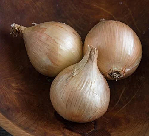 Ailsa Craig Onion Seeds - 500+ Count Heirloom Allium cepa for Gardening & Culinary Use