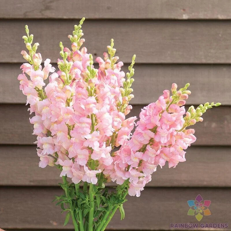 Snapdragon Seeds - 1000+ Costa Light Rose II Antirrhinum majus Garden Flower Seeds for Borders & Containers