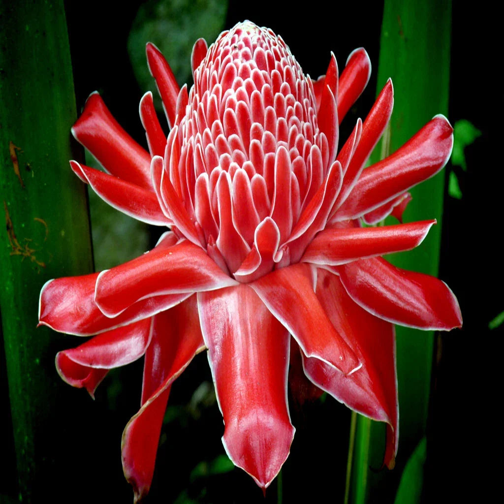 Red Torch Ginger Seeds, Etlingera elatior, Tropical Flowering Plant, Rare Garden Variety, Exotic Red Flowers, 10 Seeds