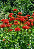 Maltese Cross Seeds - Red Lychnis Chalcedonica - 800 Seeds for Borders, Cottage Gardens, Attracts Pollinators