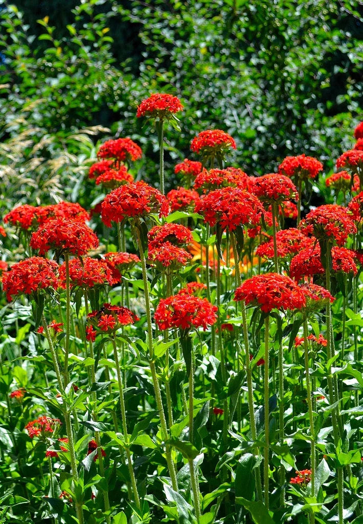 Maltese Cross Seeds - Red Lychnis Chalcedonica - 800 Seeds for Borders, Cottage Gardens, Attracts Pollinators