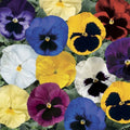Pansy Seeds - 50 Count - Delta Premium Blotch Mix - Viola tricolor var. hortensis - Bright Colorful Flower Seeds for Garden Beds & Containers