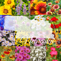 Wildflower Seed Mix 1/2LB for Native Pollinator Garden - Eastern Nebraska, Covers 1,000 sq ft