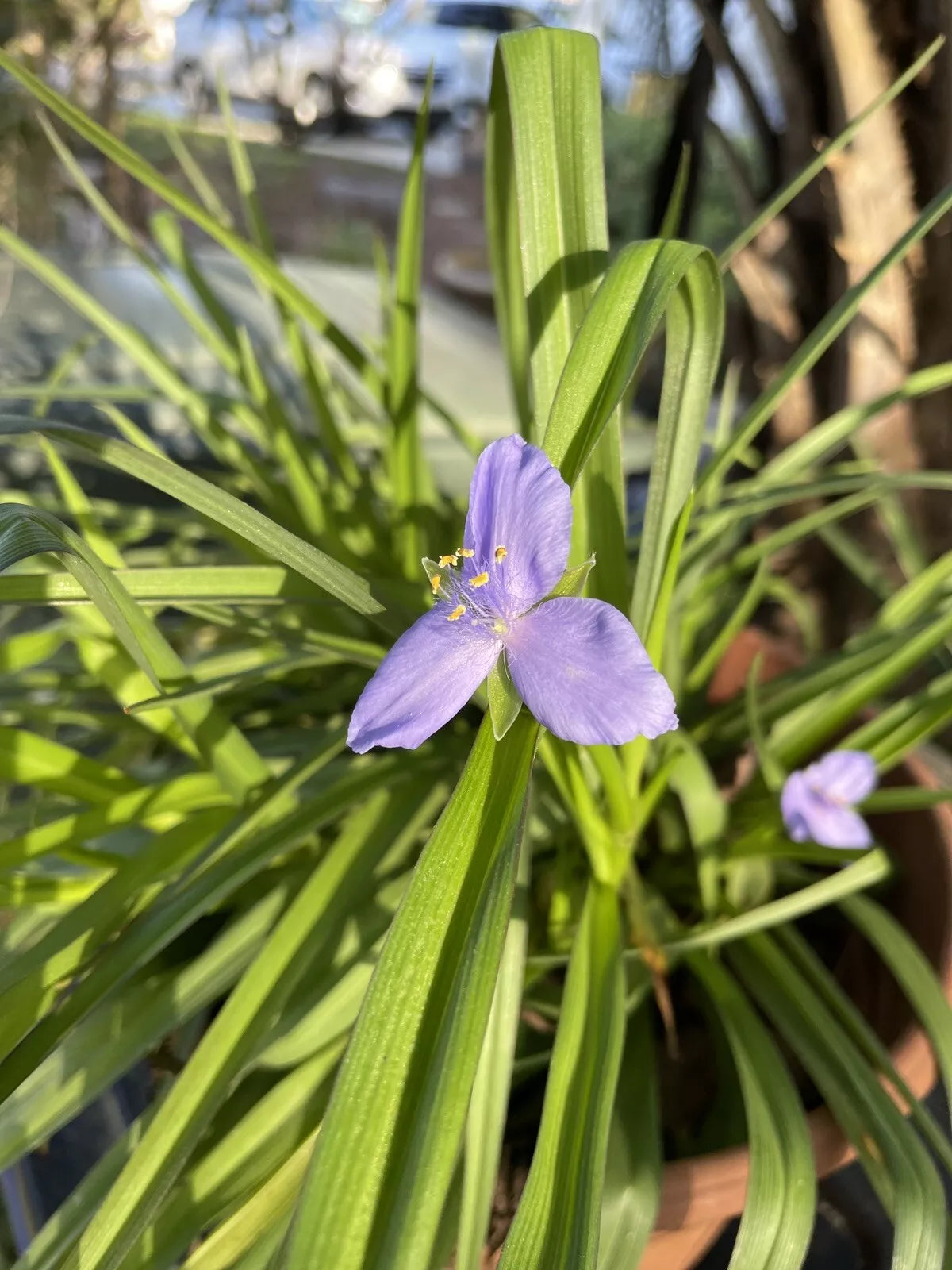 Live Spiderwort Perennial Plants 12”+ Bare Root Tradescantia Widows Tears Bluejacket - 5 Plants