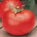 Big Boy Tomato Seeds F1 Hybrid Non-GMO Heirloom Vegetable Seeds for Home Gardening