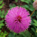 Sleeping Grass Seeds - 50 Pack, Ground Cover, Mimosa pudica, USA Grown, Easy to Grow, Interactive Plant, Low-Growing Ground Cover Seeds