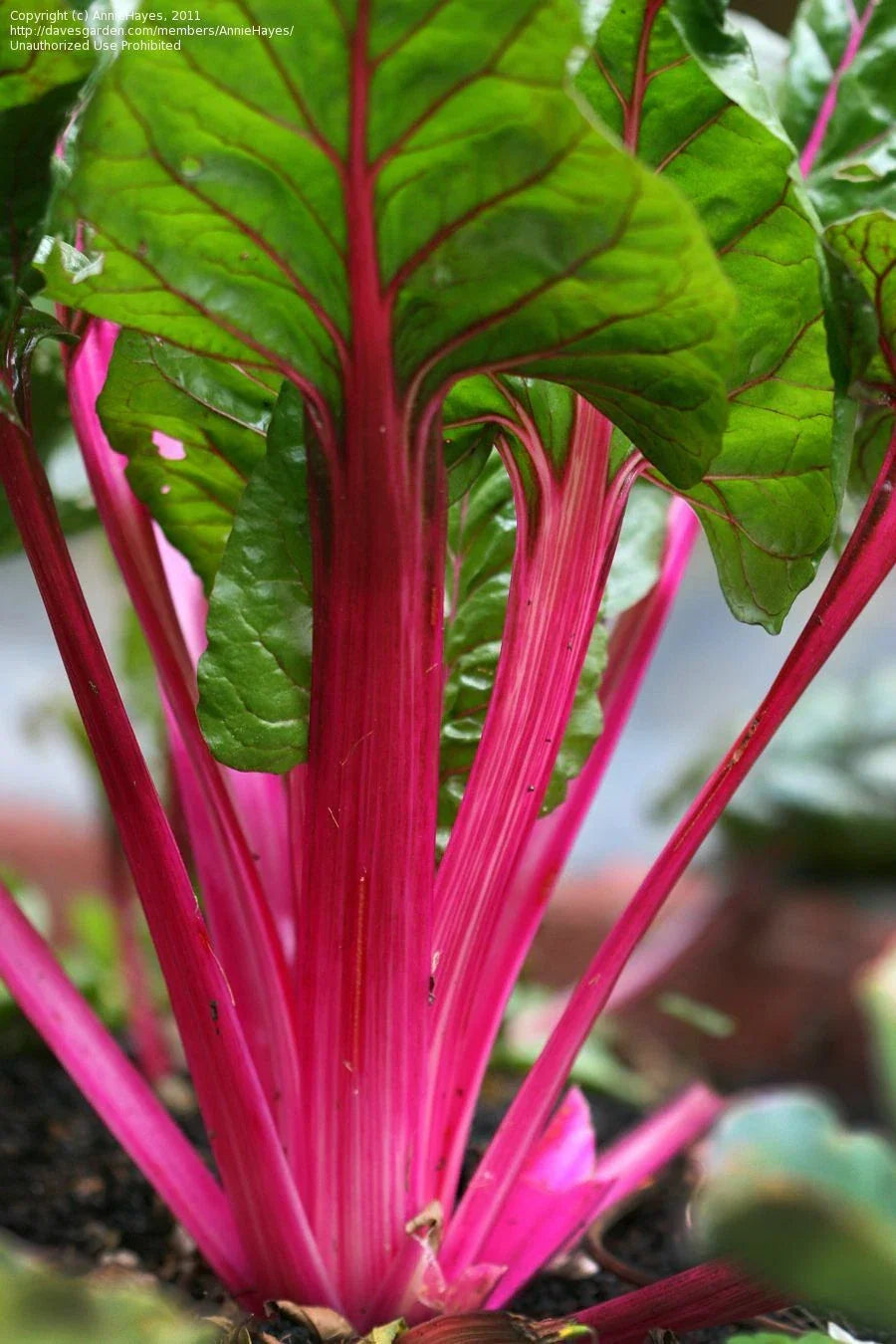 Magenta Swiss Chard Seeds, NON-GMO, Colorful Salad Greens, Beta vulgaris subsp. vulgaris, Easy to Grow, Heirloom Vegetable Seeds