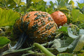 Bunch O Warts F1 Pumpkin Seeds – Decorative Warty Cucurbita pepo Seeds for Halloween & Fall Gardens