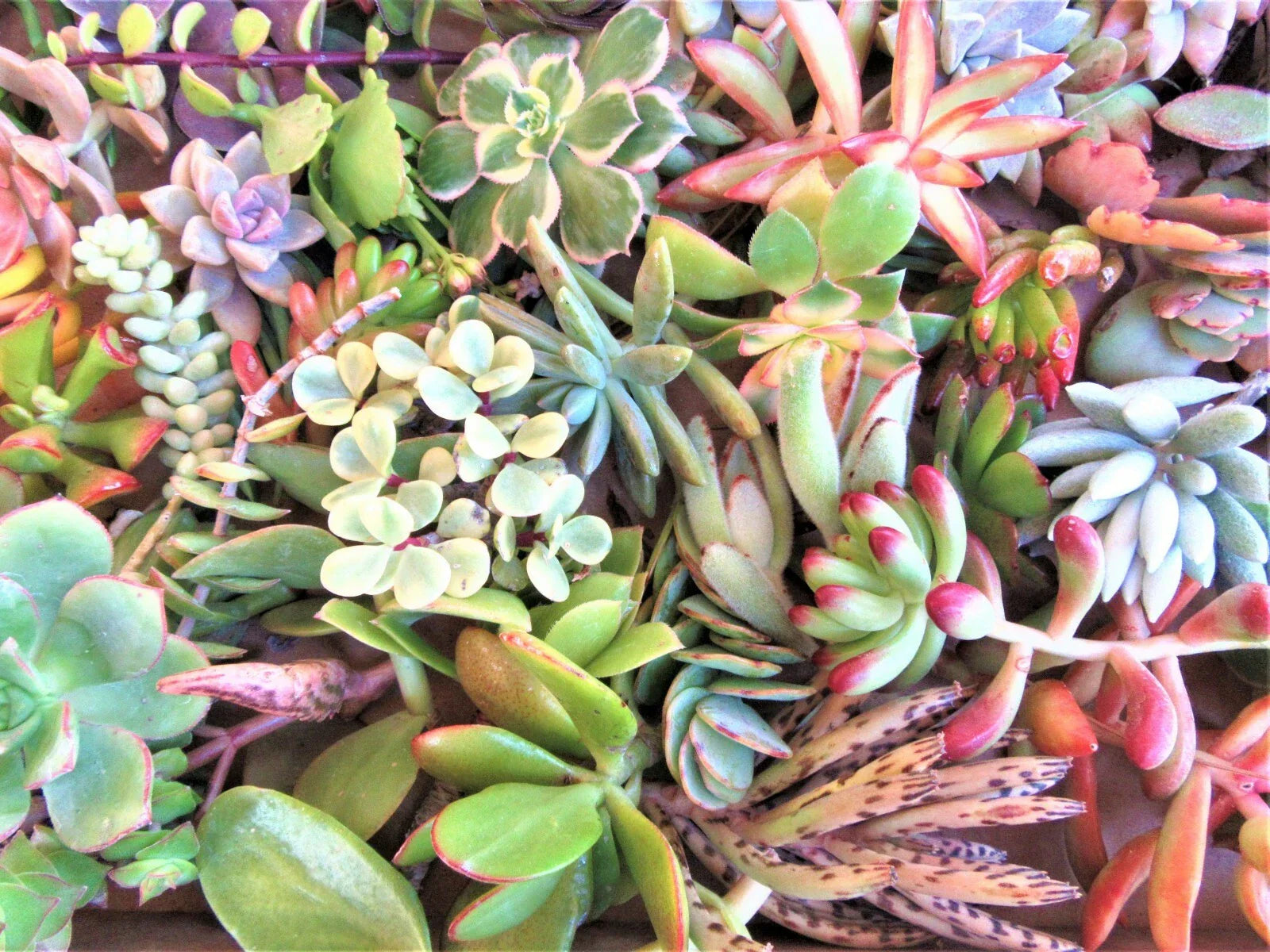 30 Fresh Succulent Cuttings Set – Assorted Varieties, 2-4 Inches, Indoor Plant Decor & Crafting, Easy Propagation