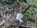 Scurf Hoarypea Seeds, Ground Cover, Tephrosia chrysophylla, Florida Native Plant, Drought Tolerant, Perennial, Low-Growing, 15+ Seeds