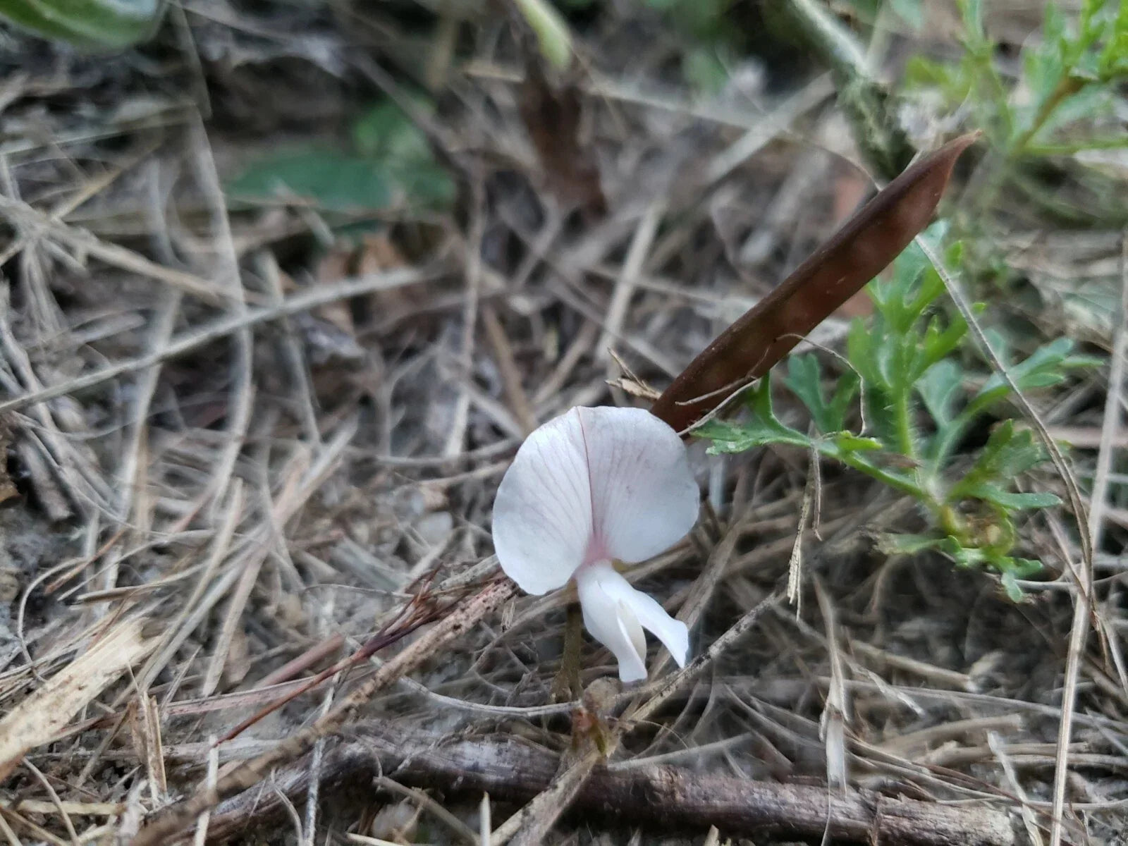 Scurf Hoarypea Seeds, Ground Cover, Tephrosia chrysophylla, Florida Native Plant, Drought Tolerant, Perennial, Low-Growing, 15+ Seeds