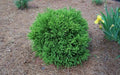 Cryptomeria 'Globosa Nana' Potted Plant - Dwarf Japanese Cedar Evergreen Shrub for Gardens and Landscapes